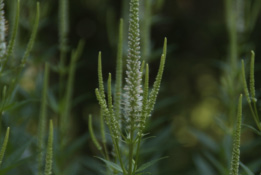 Veronicastrum virginicum 'Album' bestellen